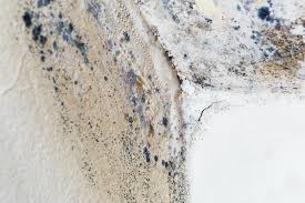 Best Emergency Mold Remediation  in Independence, WI